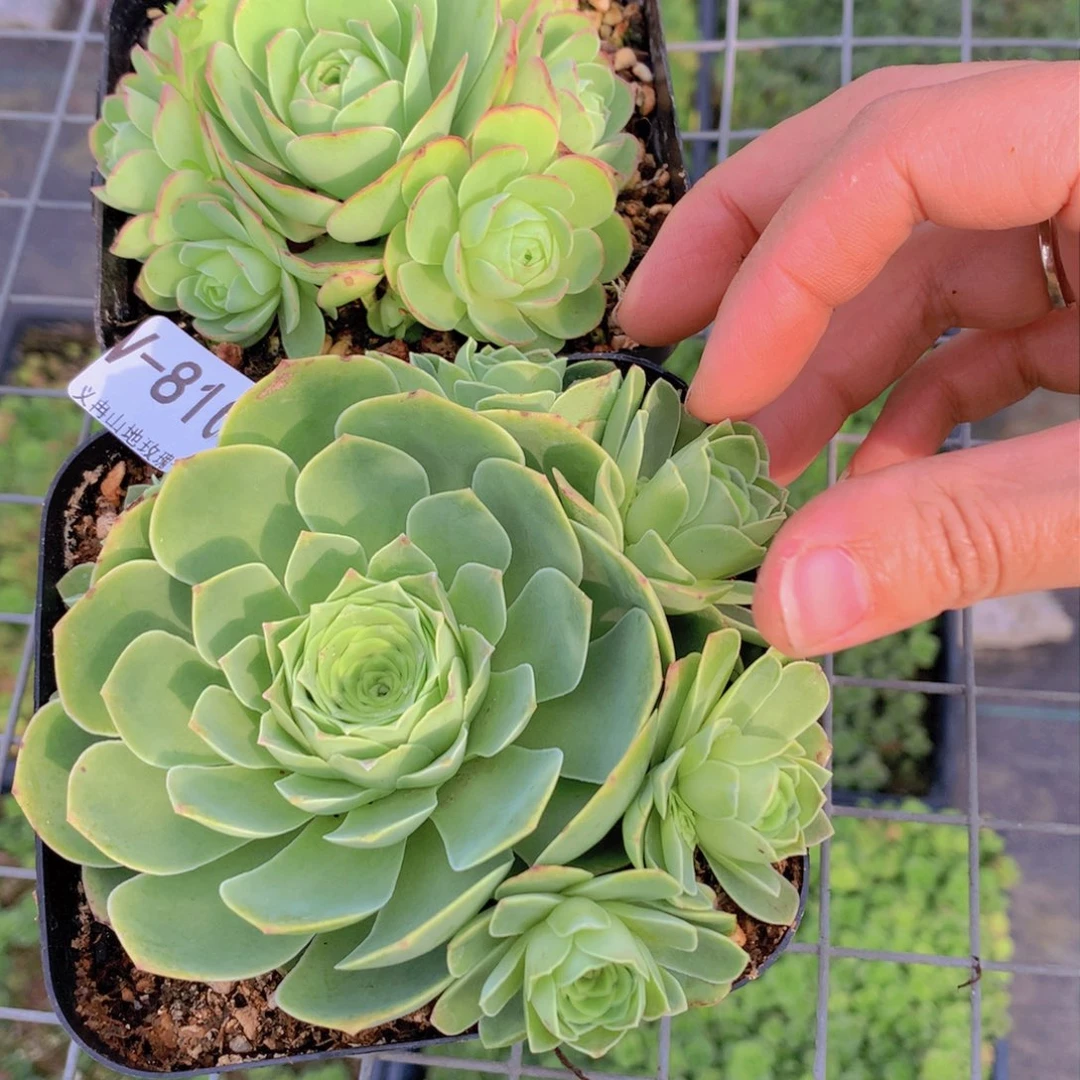 8100会掉侧芽g h v