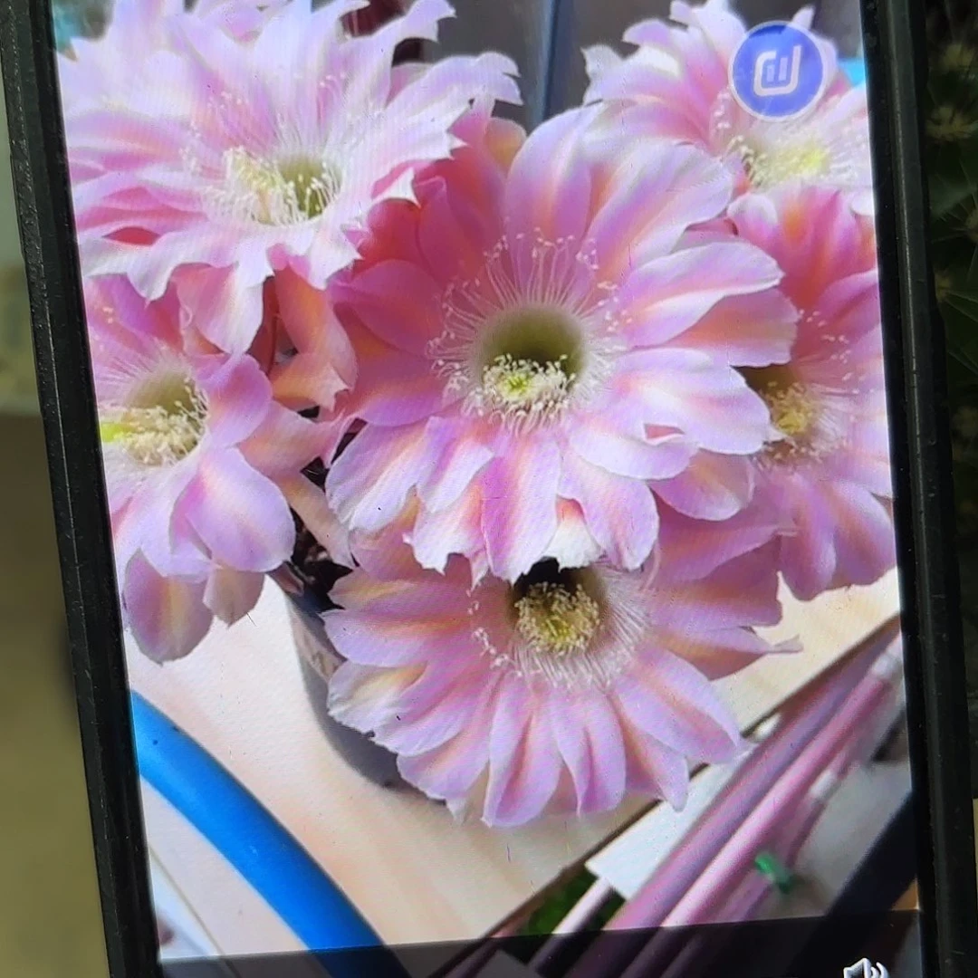 小步舞曲彩颗侧牙20包邮10