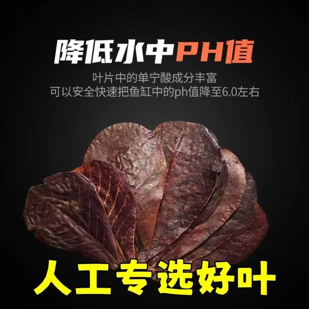 泰国斗鱼榄仁叶改善水质PH值