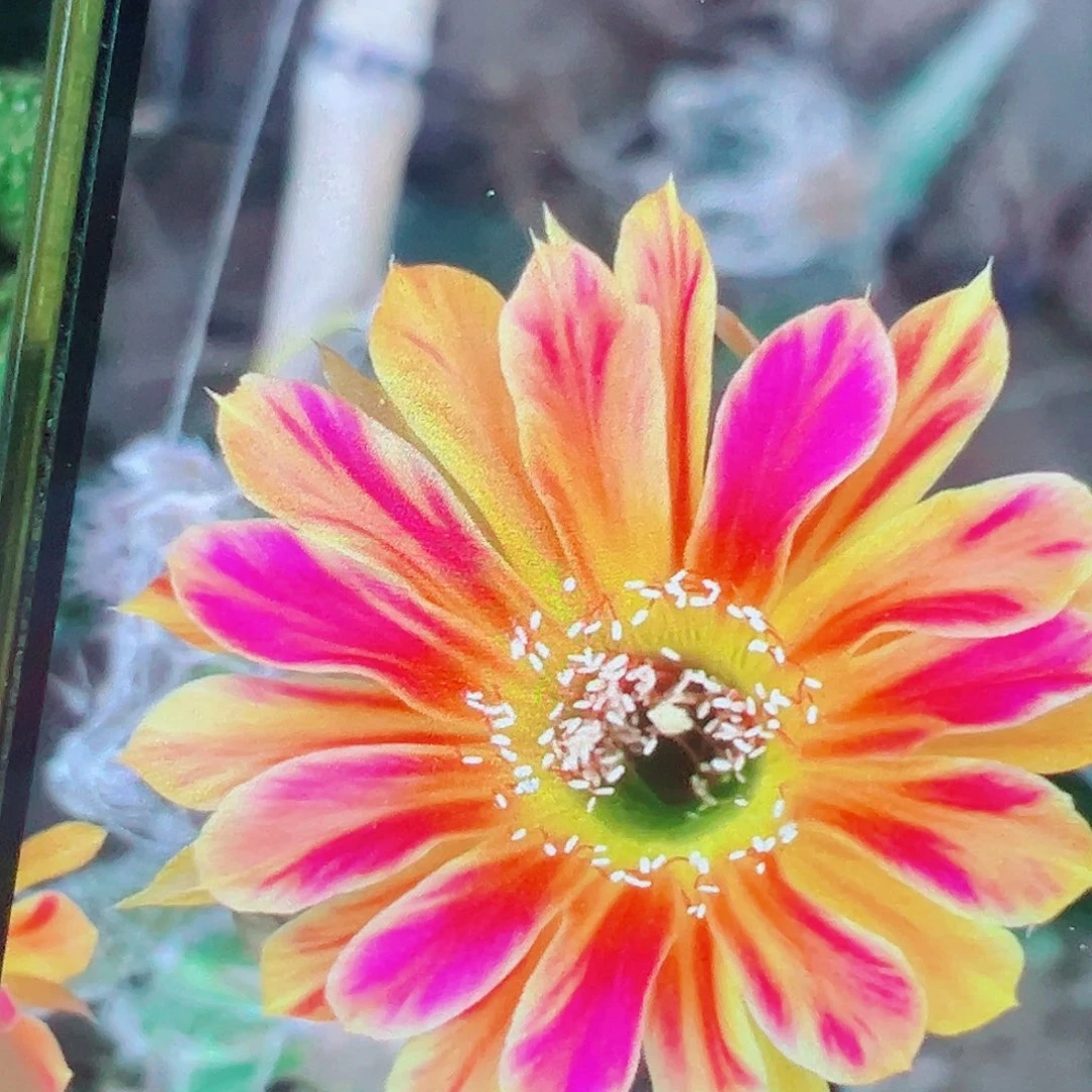丽花 黄翅羽 侧芽 满20包邮