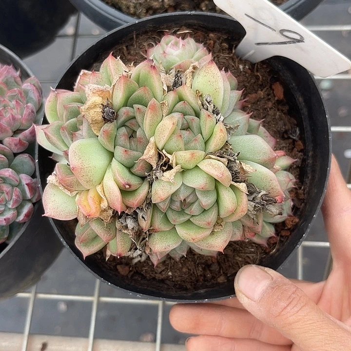 两单包邮，一物一拍金色石印9