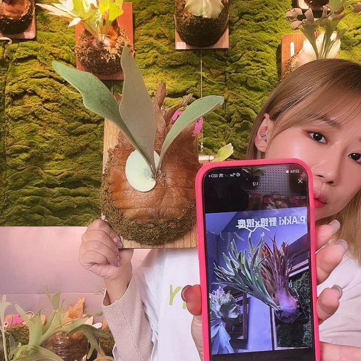 不开花植物Akki 侧