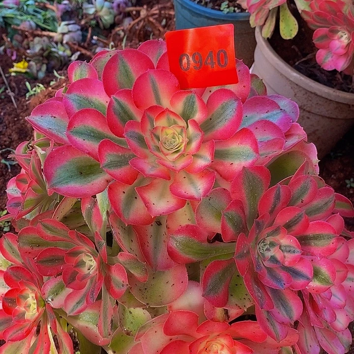 忧***蓝0940多肉植物香妃