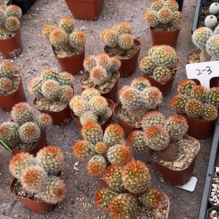 群生实生红刺嘉文好养