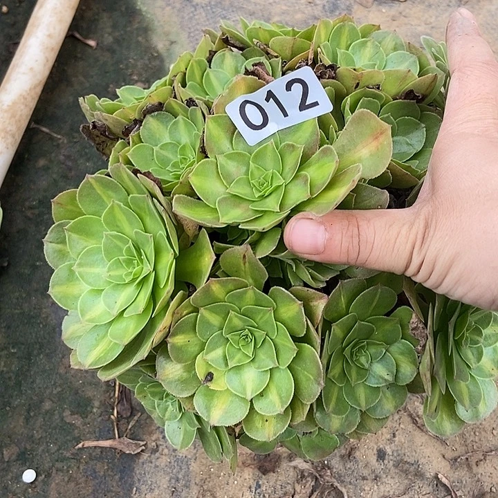 倾城中班阴阳12多肉不包断裸根不包断