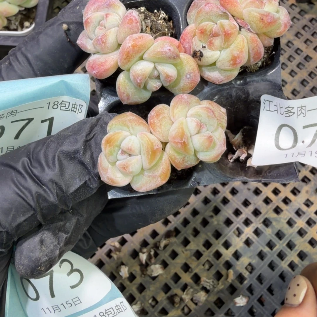 70 号江北多肉到手1框