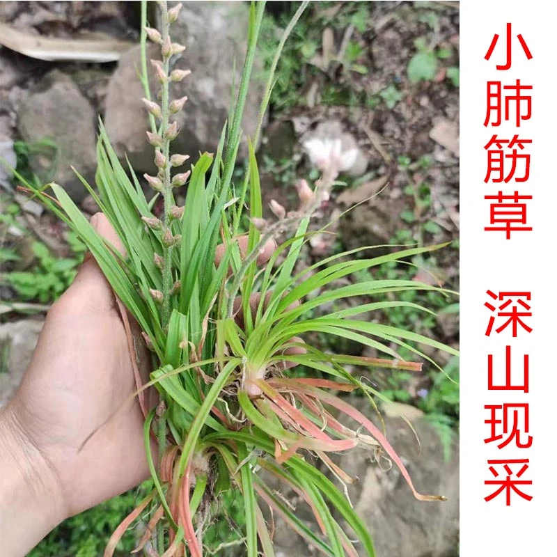 野生肺筋草 小肺筋草 肺心草 肺经草100克-500克干货包邮非益母草