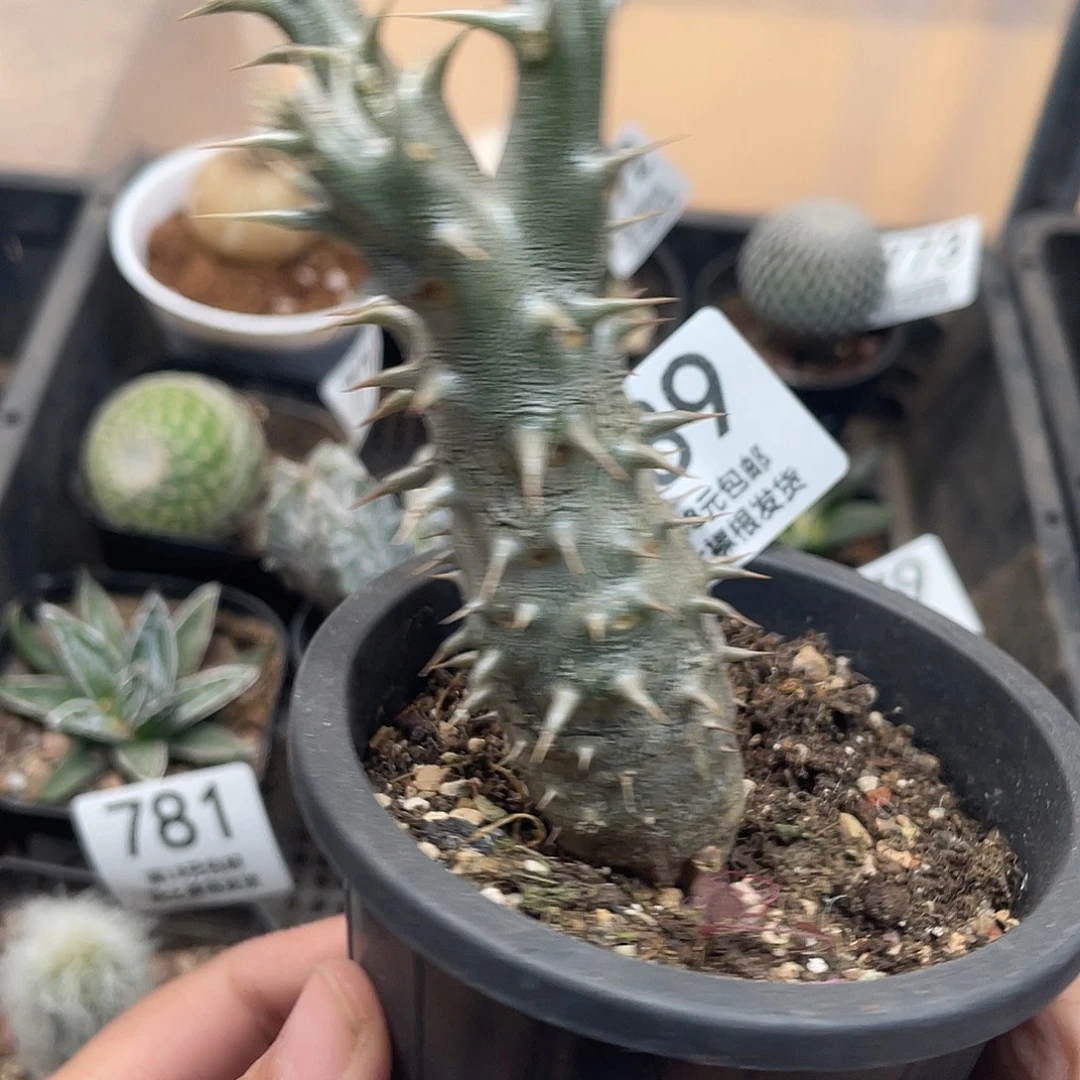 789筒蝶春仙人球开花