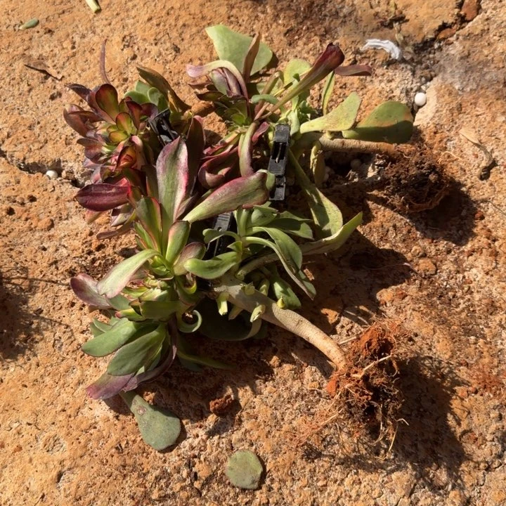 花蝴蝶缀化带嫁木发货