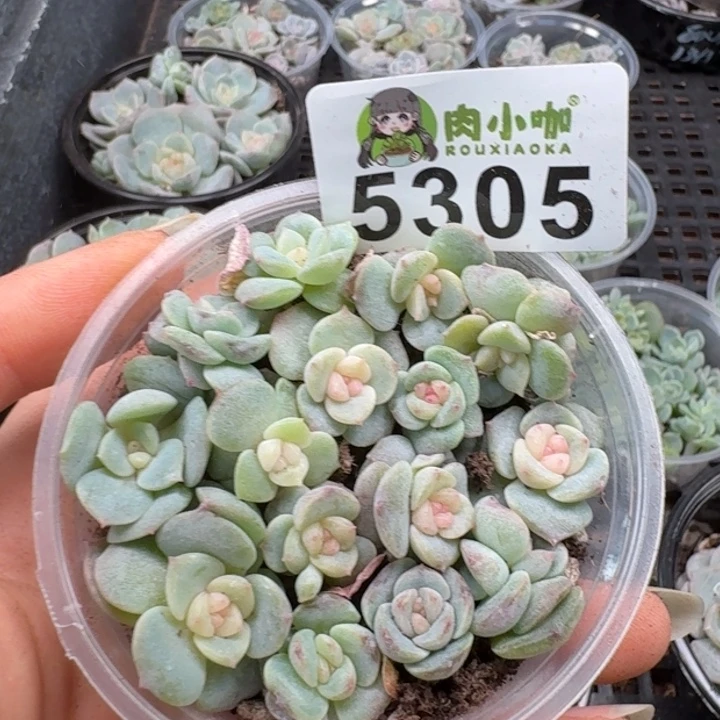 多肉植物多头植物