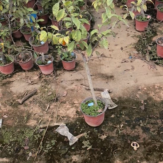 完全开放老鸦柿红樱嫁接