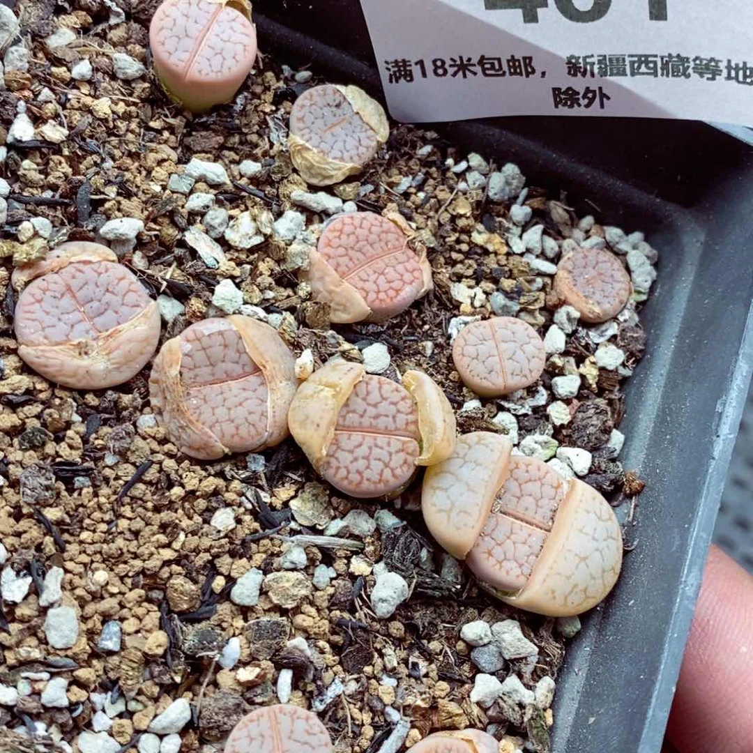 我的小姐姐们都是我401