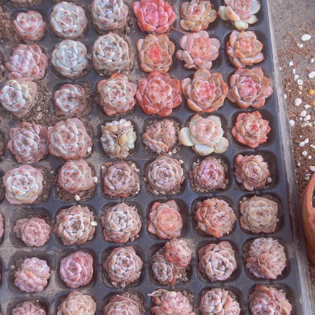 白*白架子底下冰魄一盘