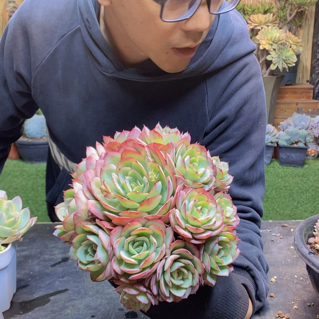 ～****～C44号牡丹亭手捧