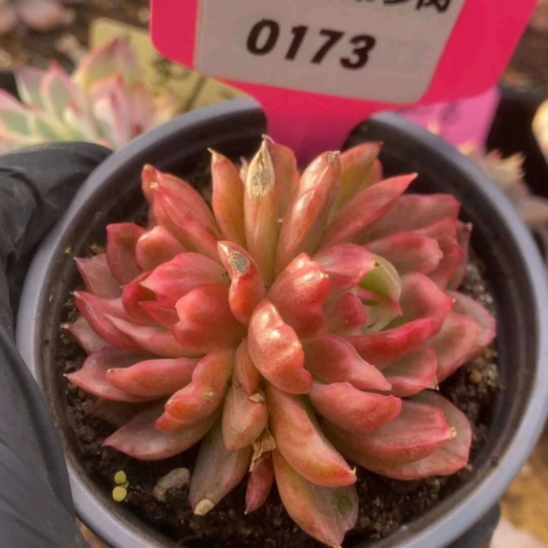 春*173红舞东云锦换货补差价