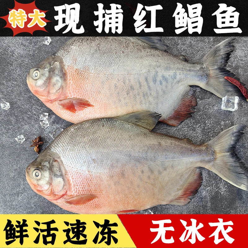 山东发货无冰红鲳鱼4条装