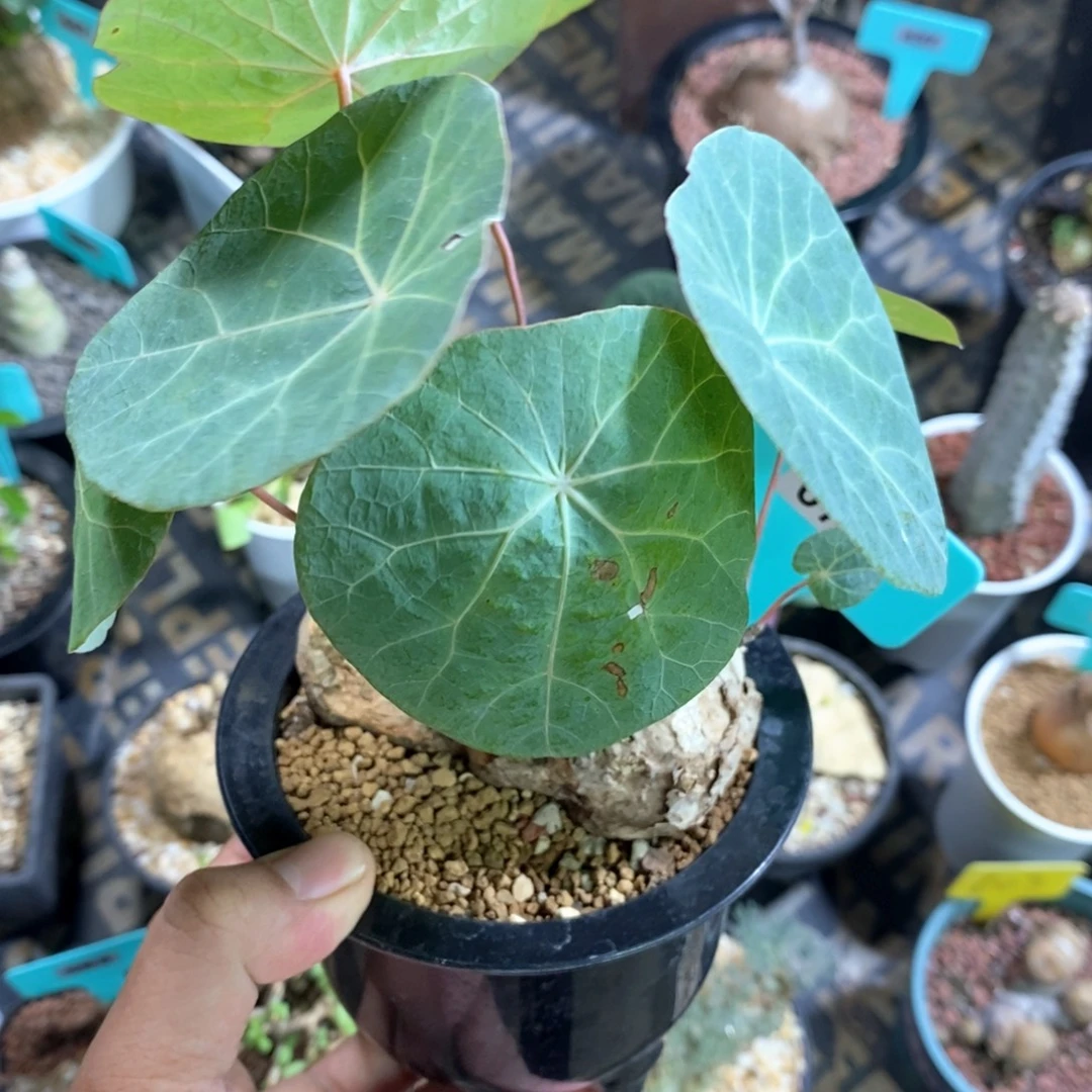 一叶龟多肉植物一个