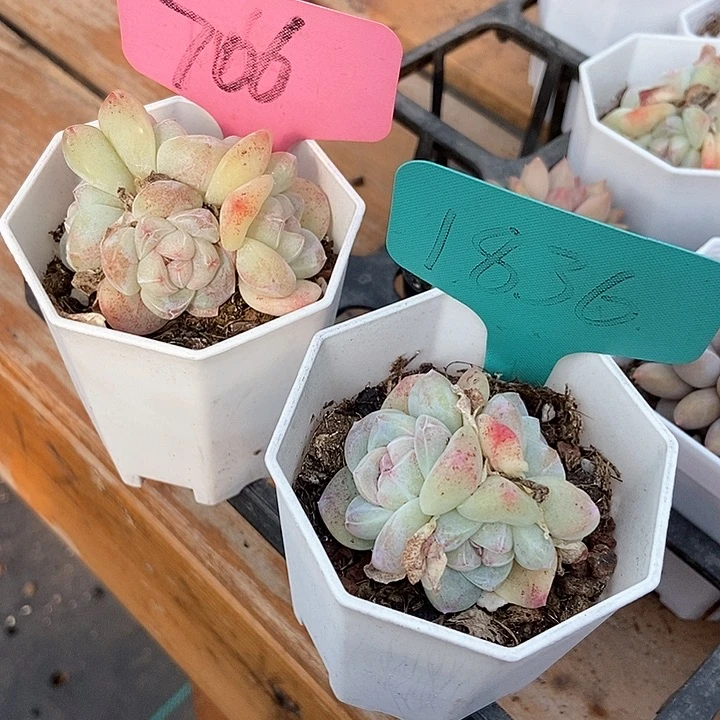 宝*多肉植物7061836