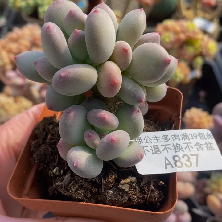 四代苹果奶5cm837多肉植物