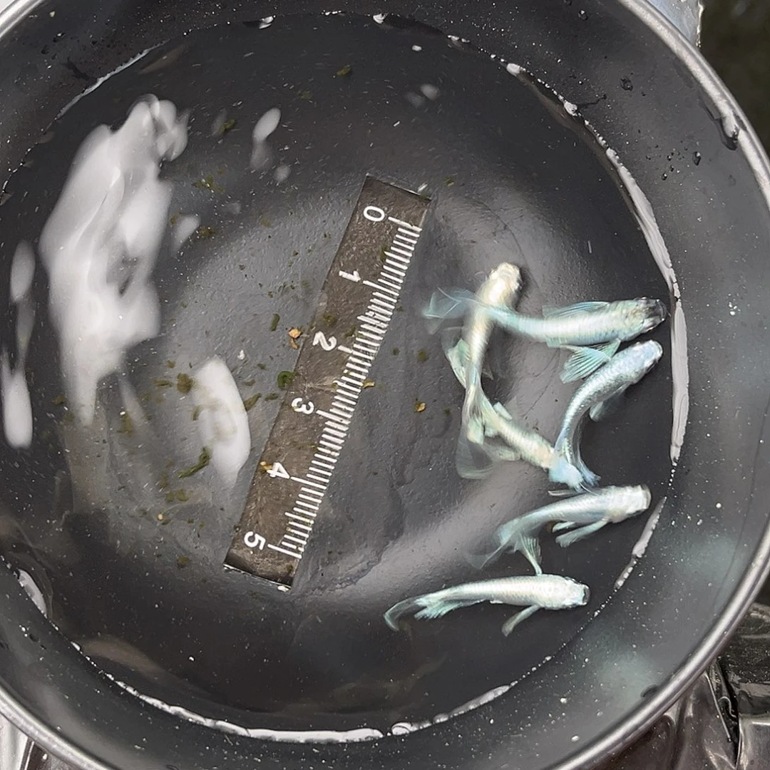 青鳉鱼长鳍天使之翼