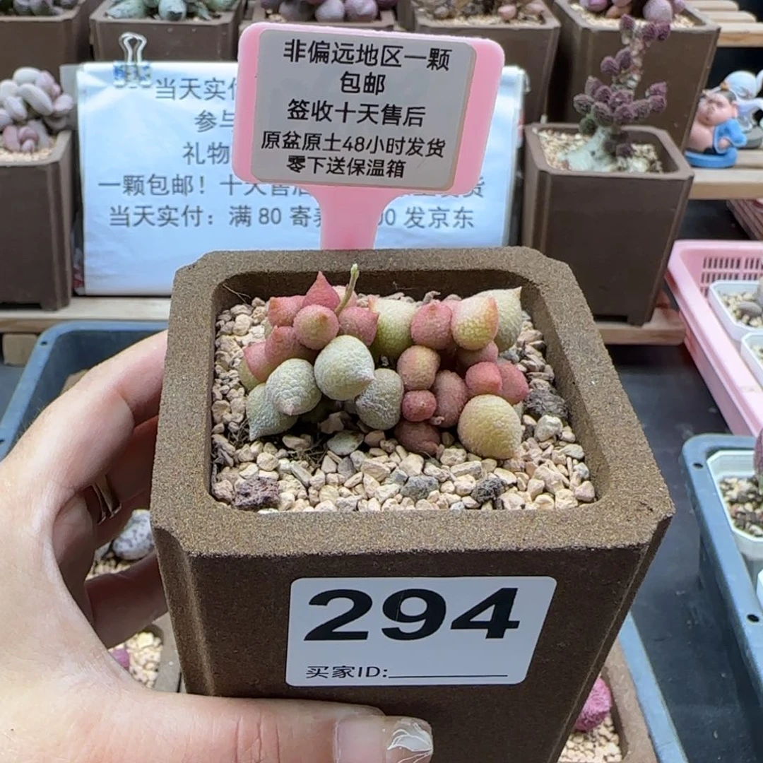 294小辣椒多肉植物