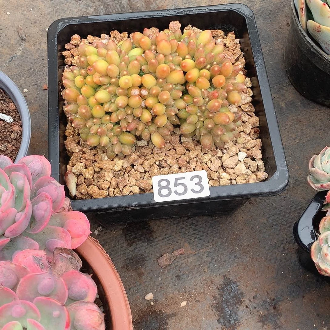 853千代田 一物一拍多肉