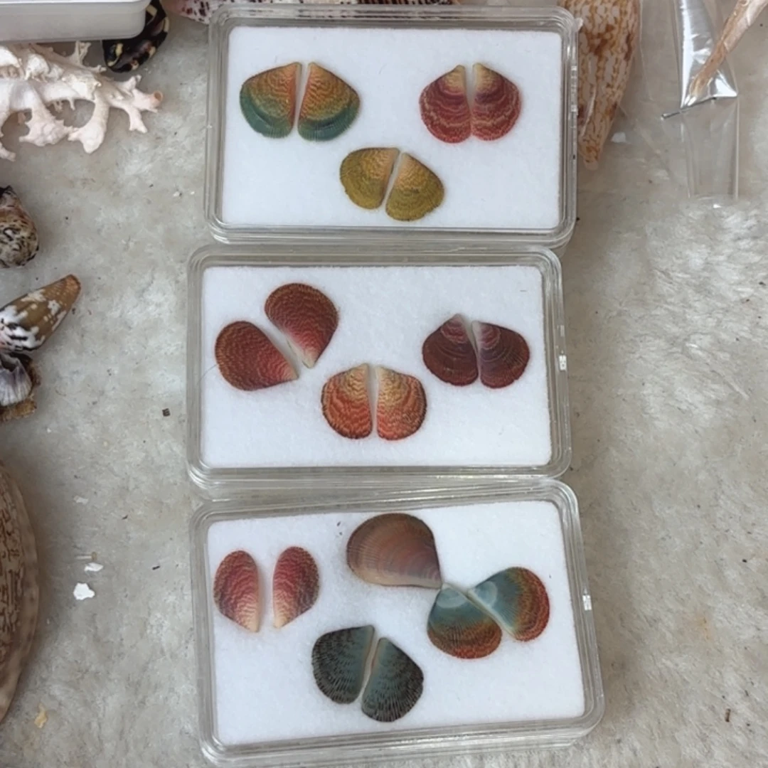 梅***子天然海螺标本福利