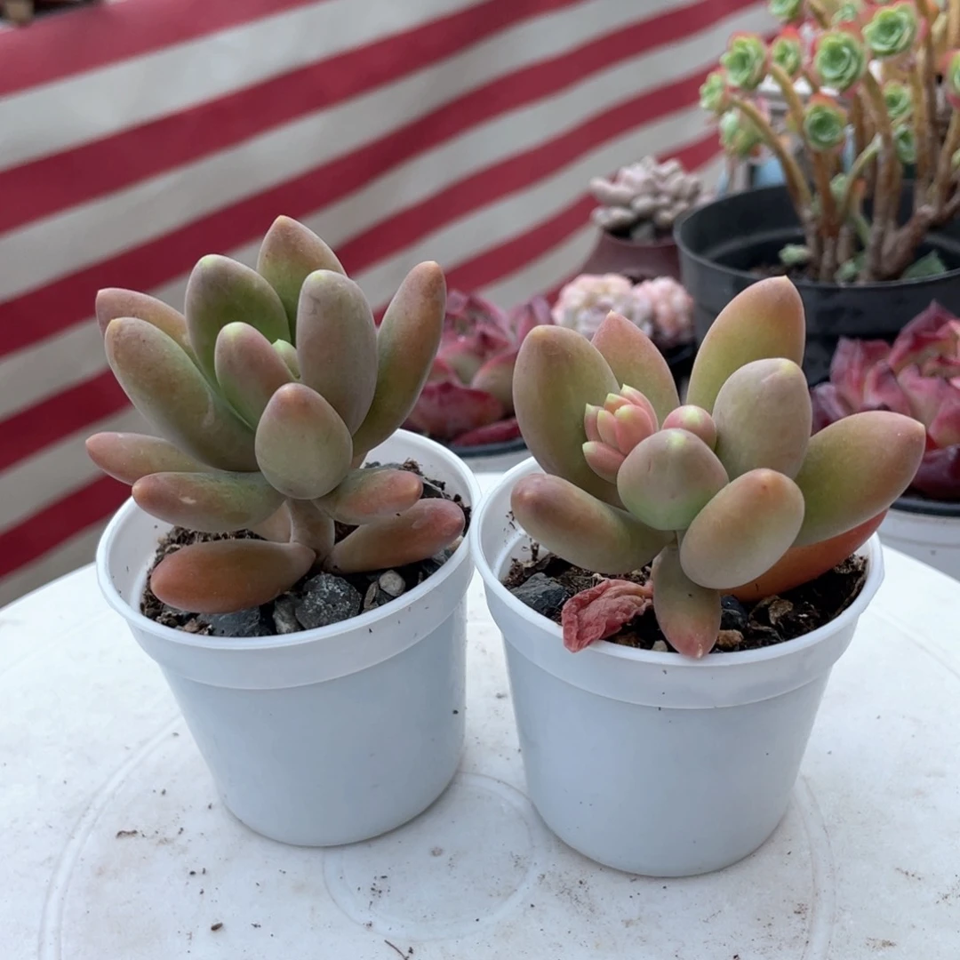 芒果奶新疆包邮多肉9.9元2颗