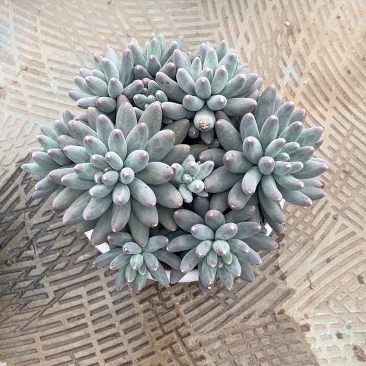 乌拉奶整装无砍粗腿