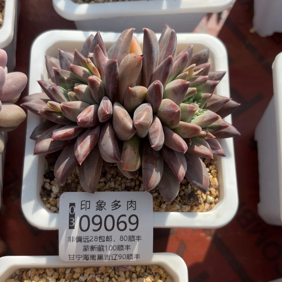 人****）多肉植物09069gg