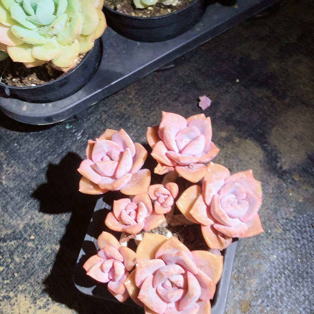 完全开放（****）好看了又有谁可以告诉