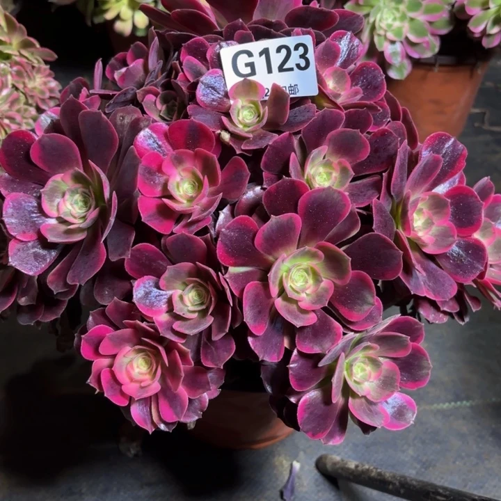 瑞妈，。。。。。123美杜莎，