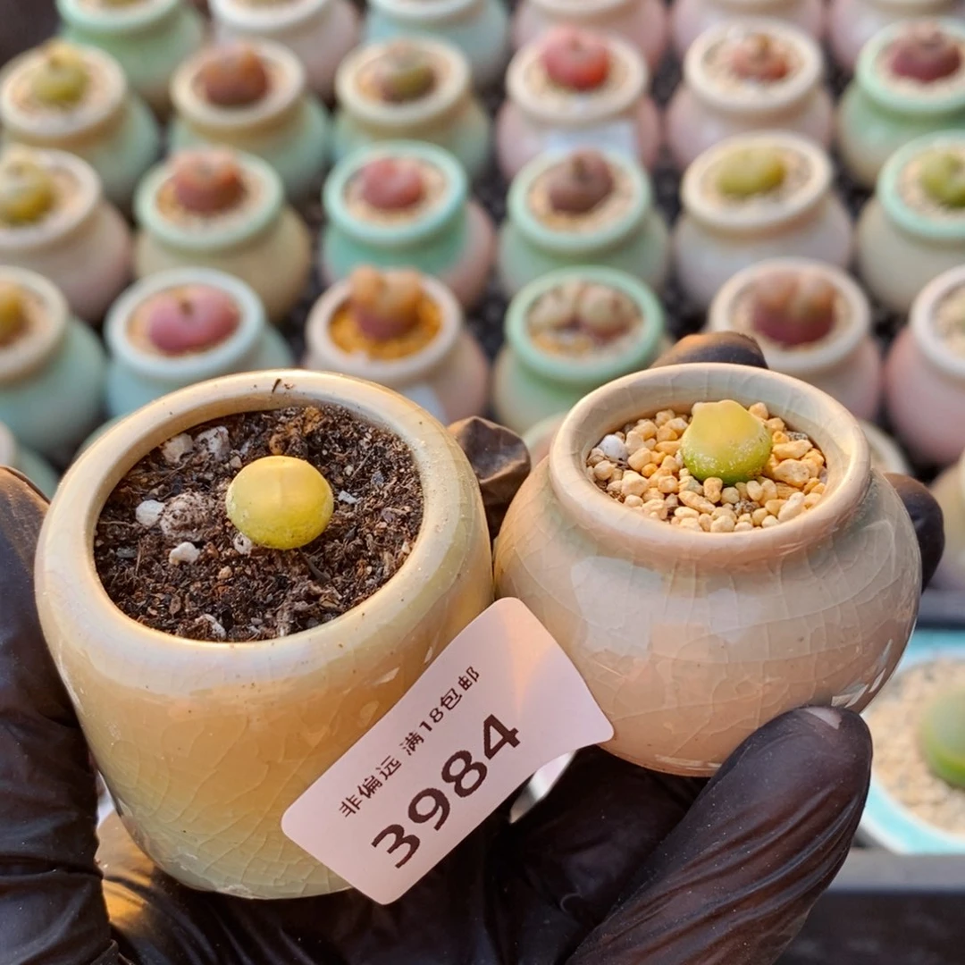 王*芬3984--一物一拍 带盆2盆