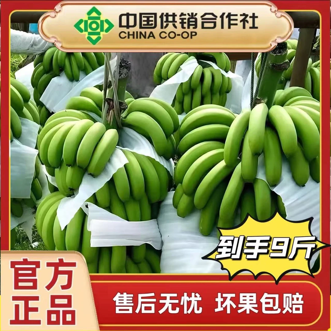 【带箱10斤】广西高山青皮香蕉现摘现发不水洗不泡药水新鲜产地直发