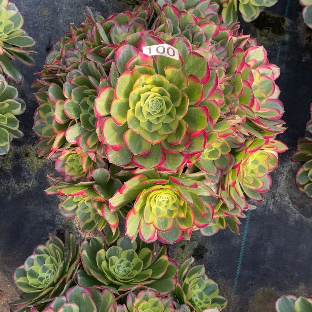 水中月老桩多肉植物