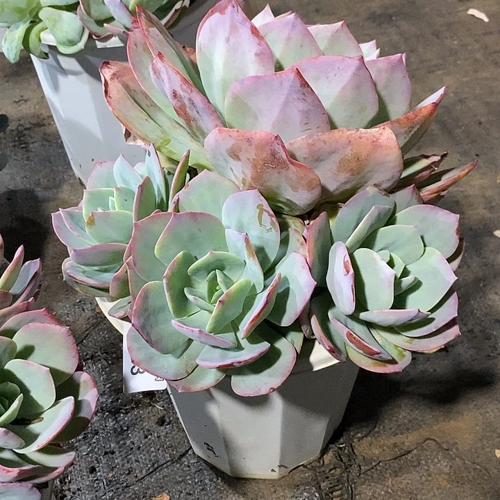 荷***儿小七夕多肉血凤93