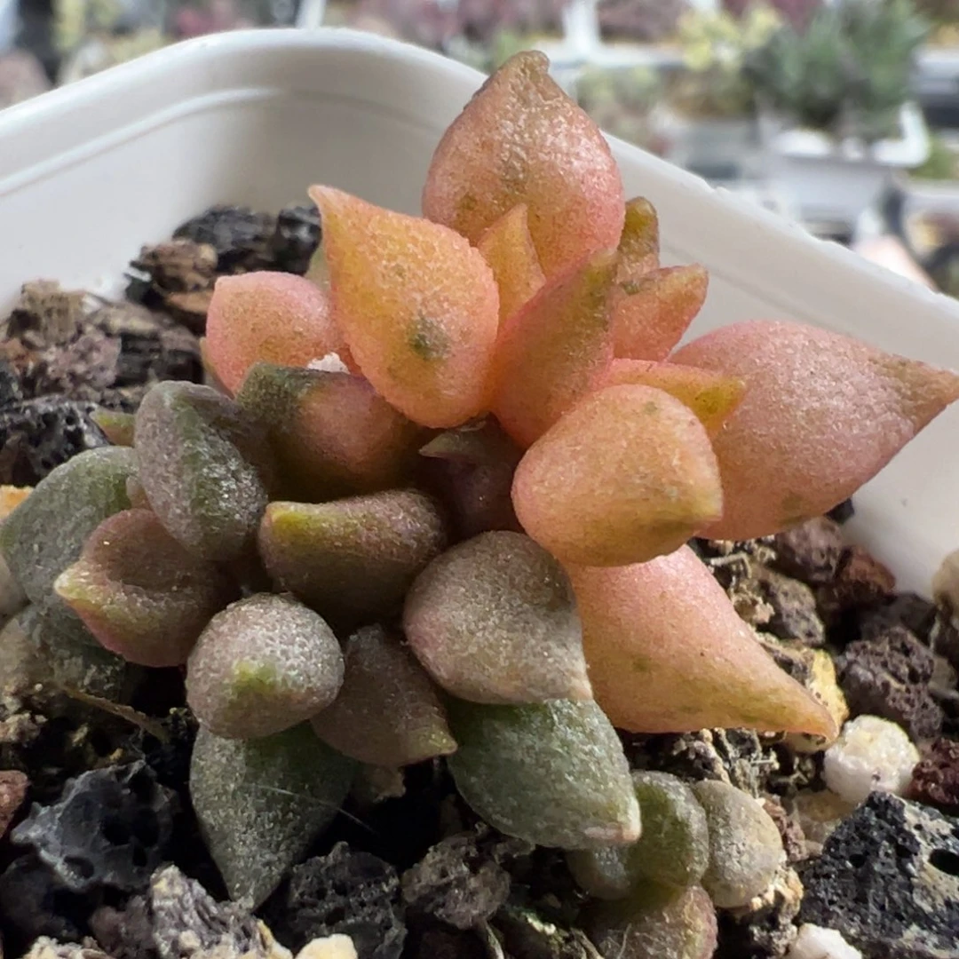 小辣椒锦多肉植物水泡