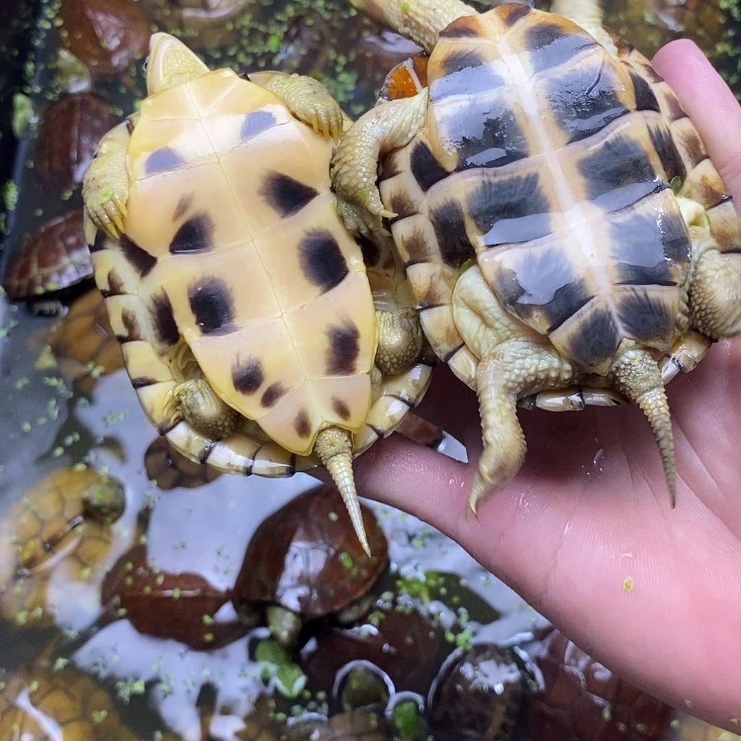 不分公母绿毛龟奔****霸