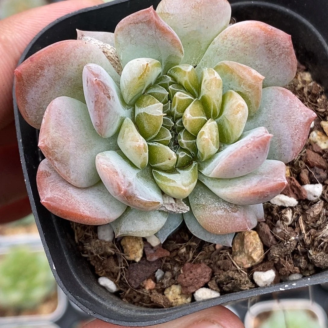 糖心缀化30包邮非偏远