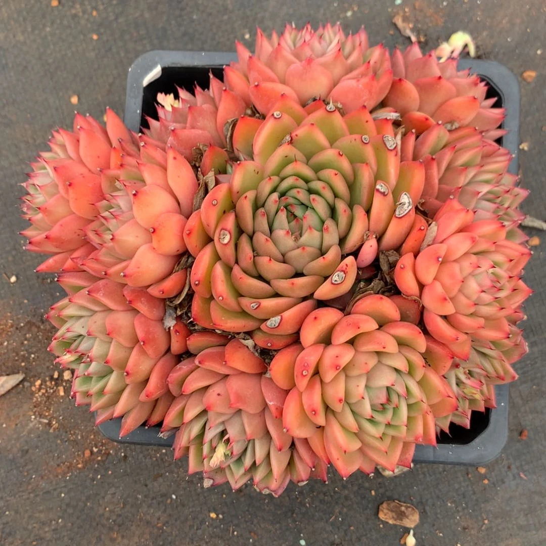 597有叶伤价杂交多肉老桩20冠