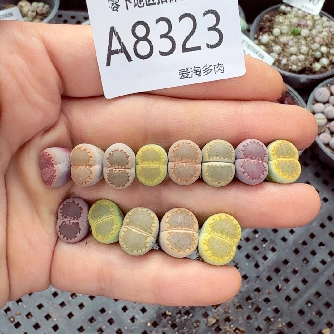 8323–– 零下地区需拍保温箱