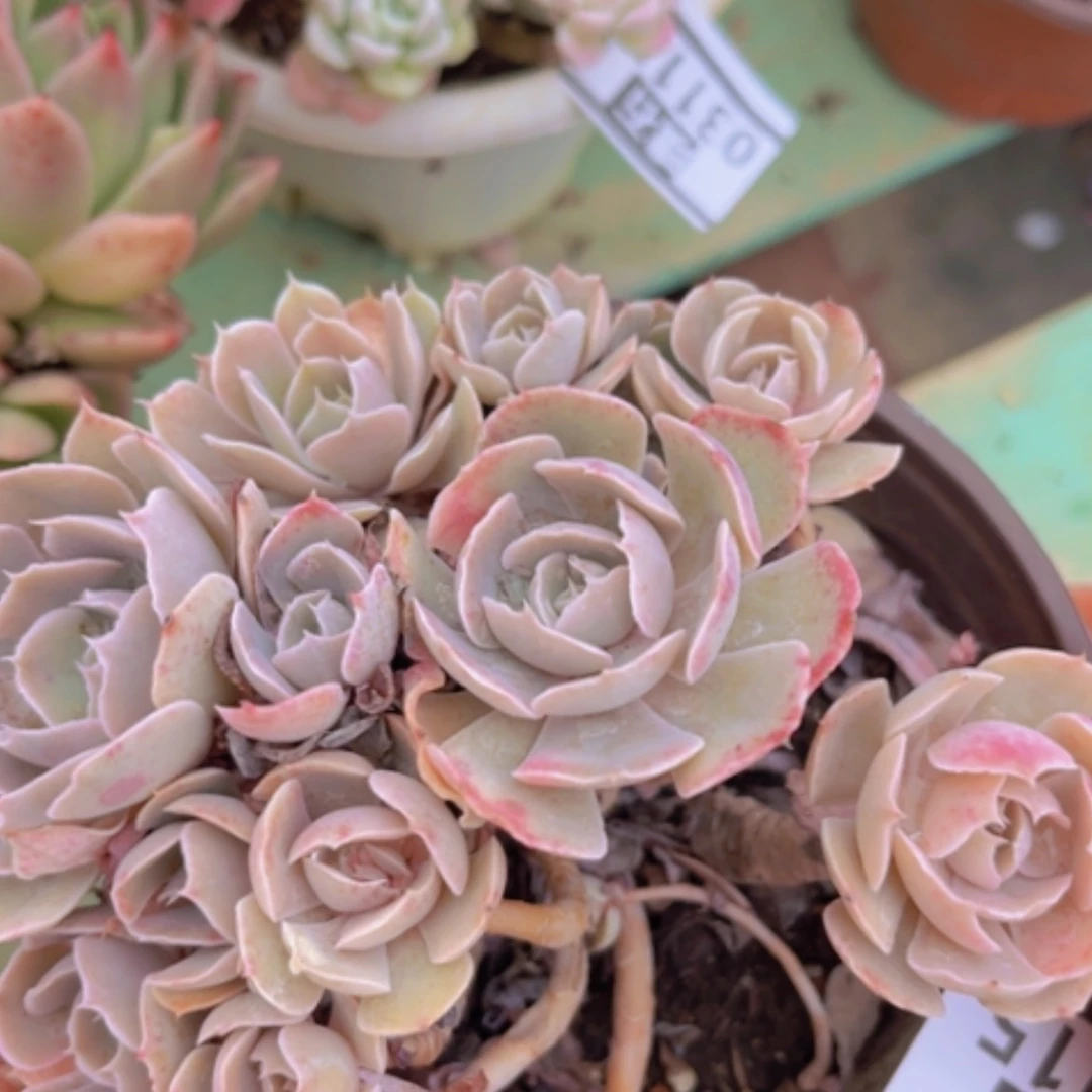 【闪购商品】天鹅湖03115