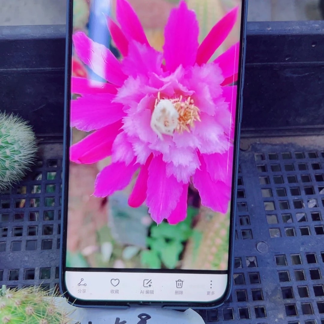 下79金妞阿尔森歪无根侧芽6公分左右20包邮