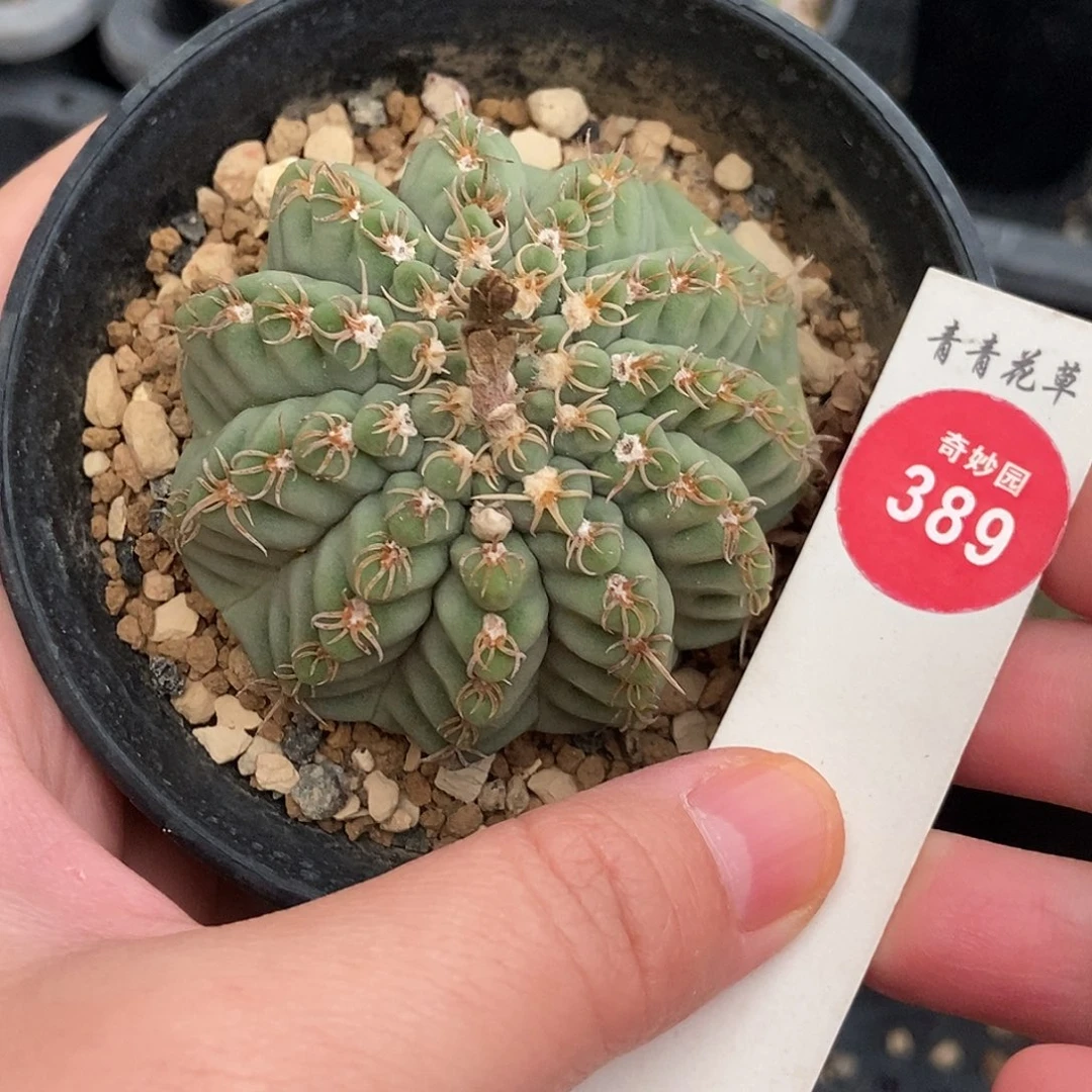 肋骨老瑞昌玉一颗仙人球