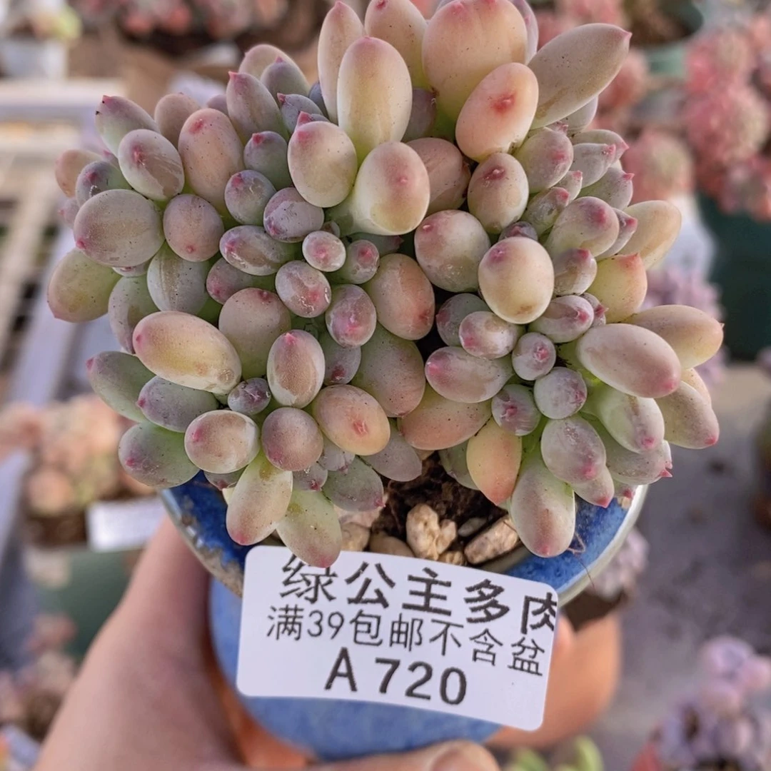 苹果奶缀7cm720多肉植物