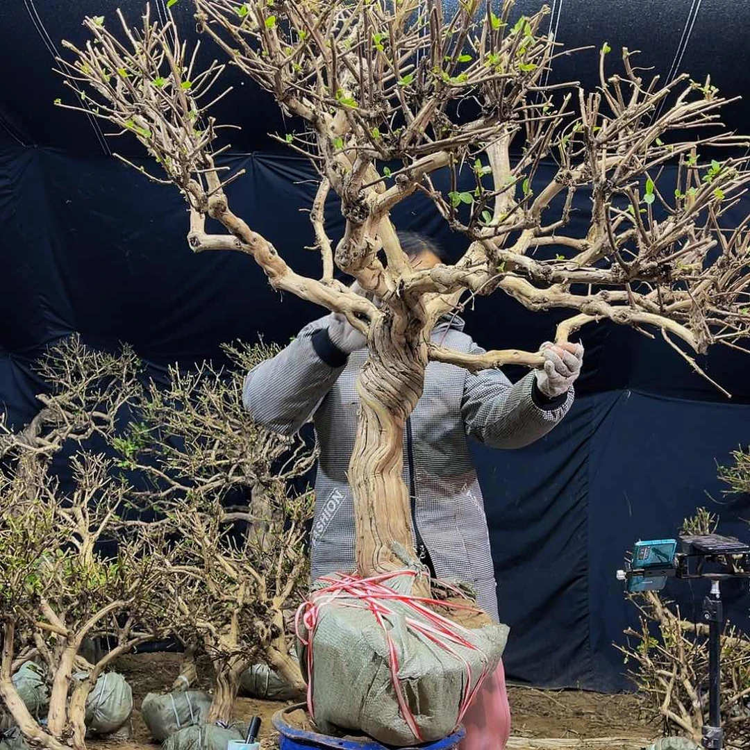 金银花的故事是一个人的