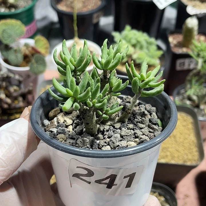 241诱惑奇峰锦块根