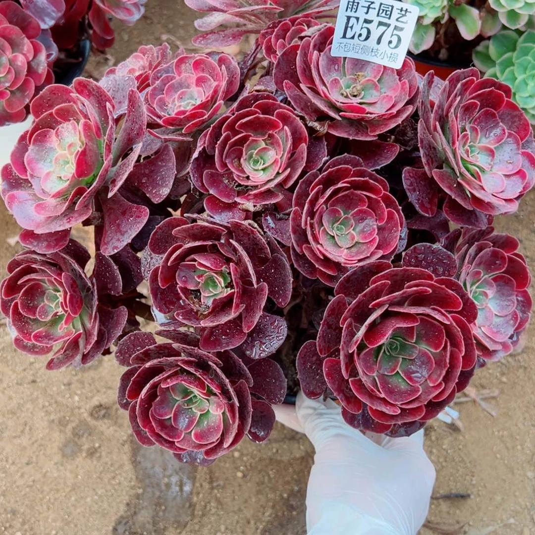 575爱神尺寸28左右