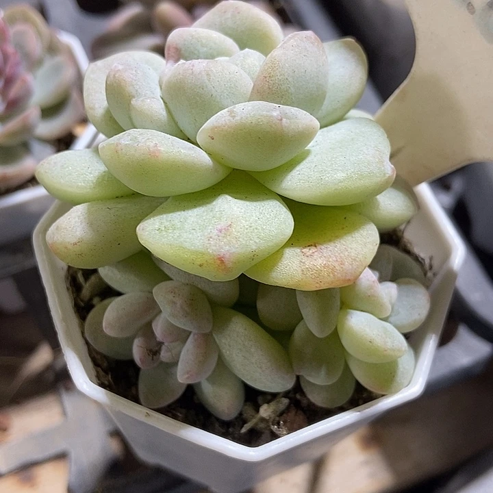 多肉植物冰玉石化群2005