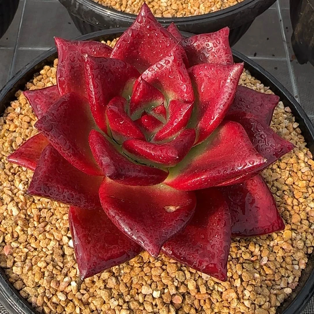 从前慢花园精选罗宾多肉